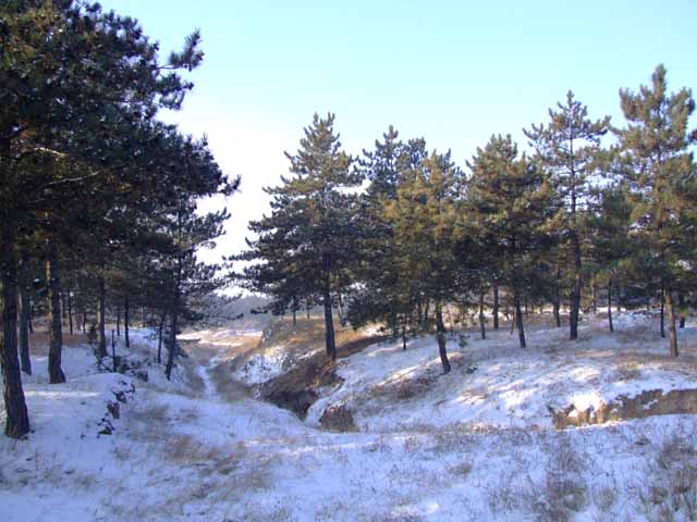 雪景 摄影 青青大草原