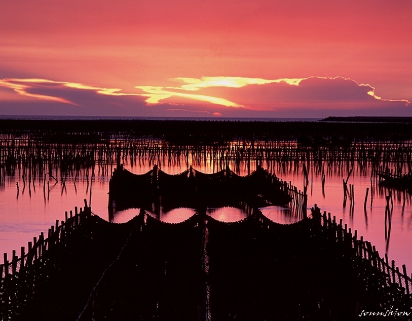 蚵田夕照 摄影 souushiow