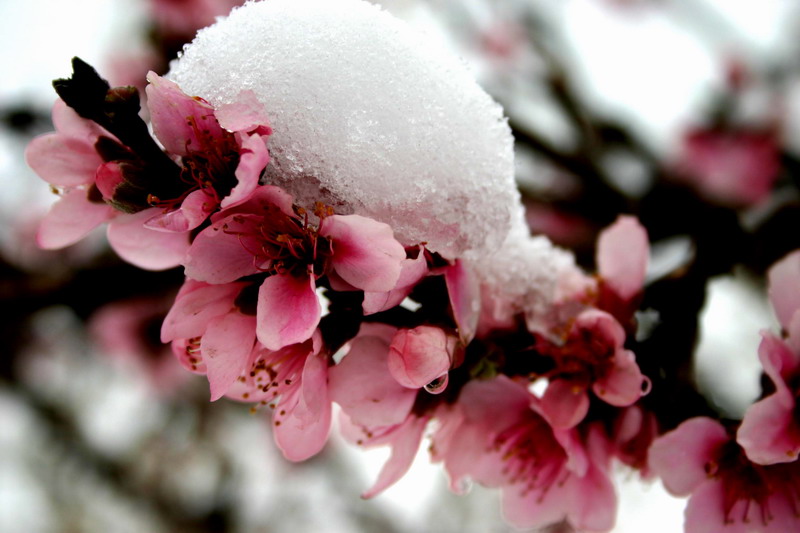 傲雪 摄影 兰儿