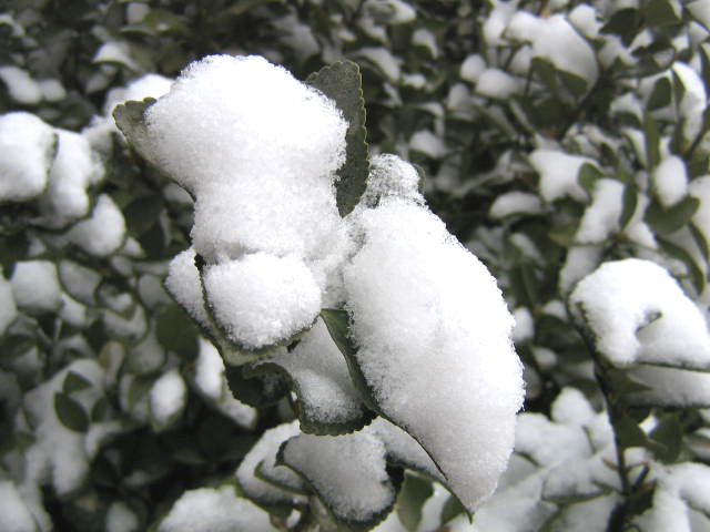 冬雪 摄影 三叶