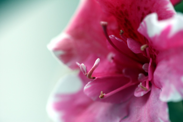 花蕊 摄影 少英