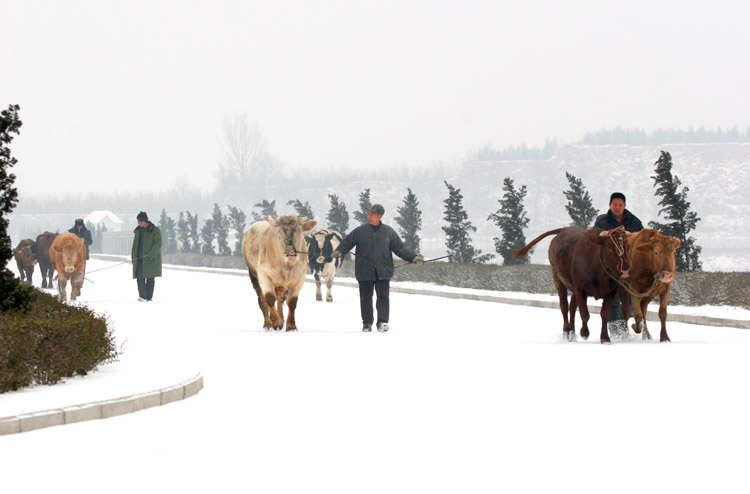 雪中情 摄影 风情