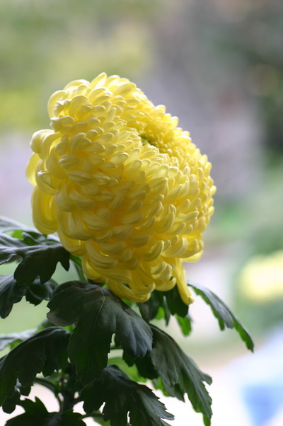 菊花 摄影 新学生