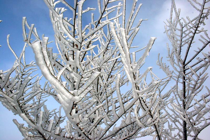 冬雪 摄影 江河源