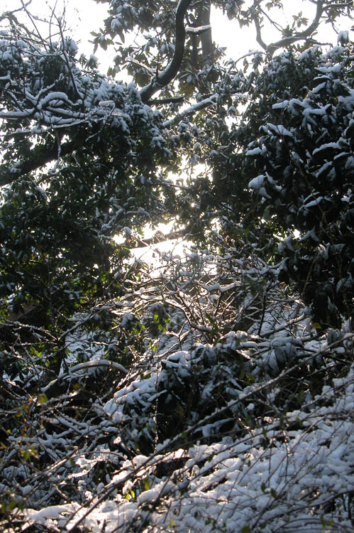 江南雪（3） 摄影 牛张