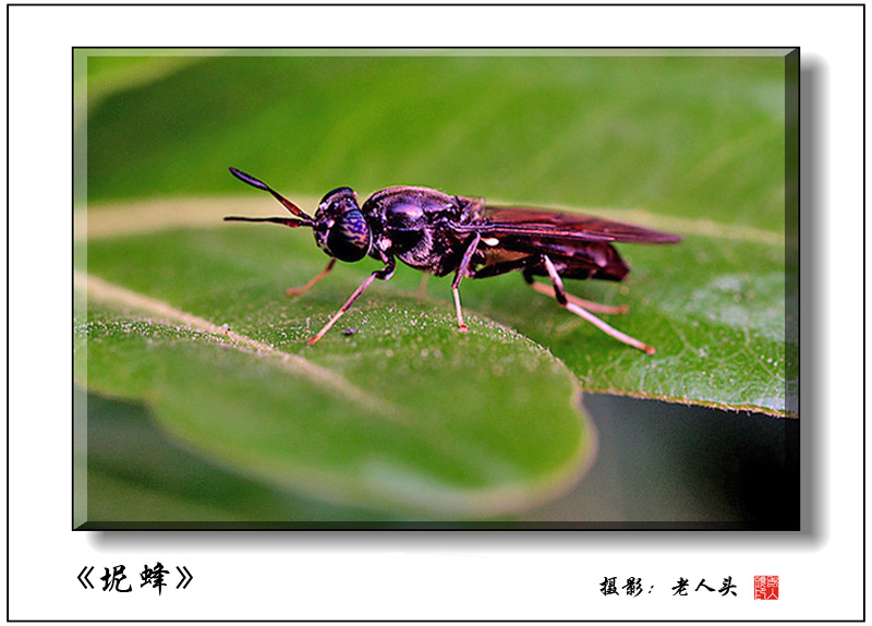 《坭蜂》 摄影 老人头