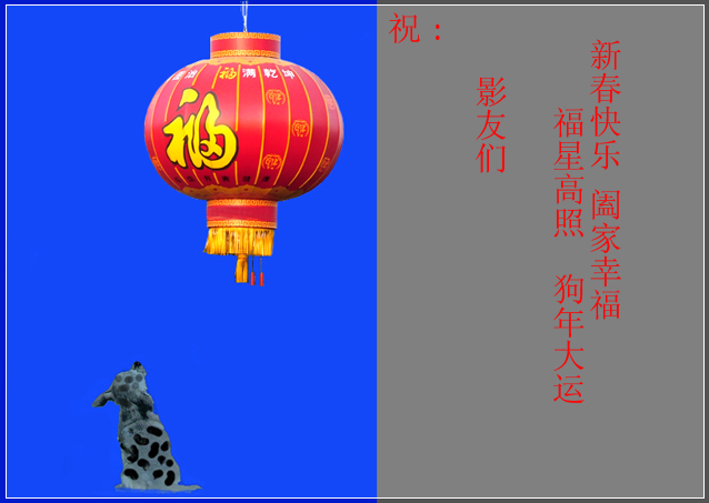 狗年祝福 摄影 漂亮斑点狗