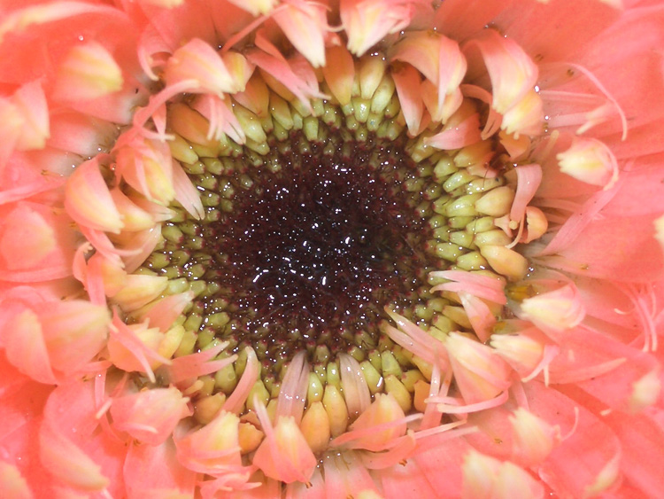 太阳菊花蕊2 摄影 luhezhu