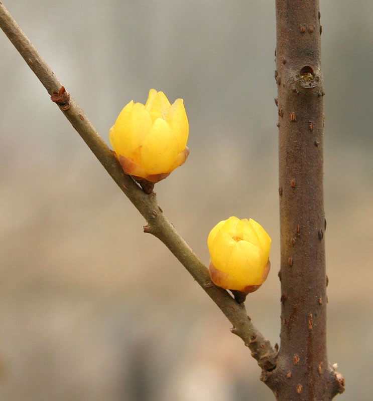 腊梅 摄影 wenyuan