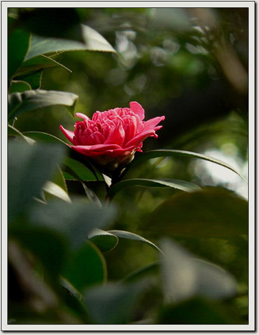 茶花 摄影 狐步