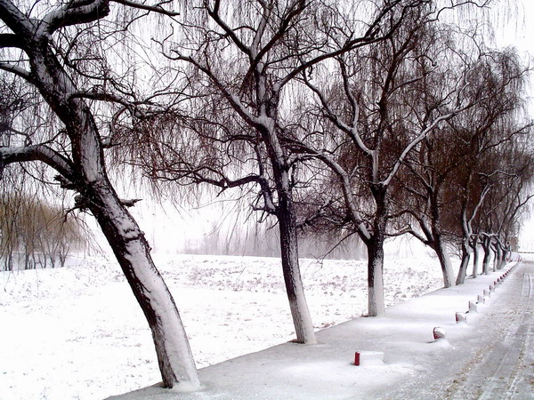 雪景 摄影 三叶