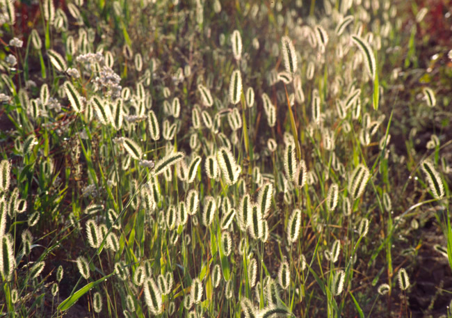 狗尾巴草 摄影 xie