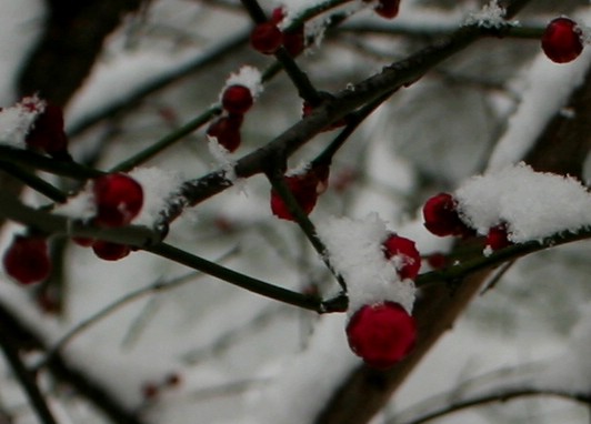 梅花与雪 摄影 yanxi