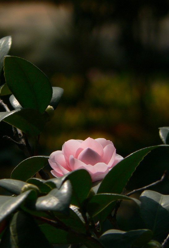 茶花 摄影 方太