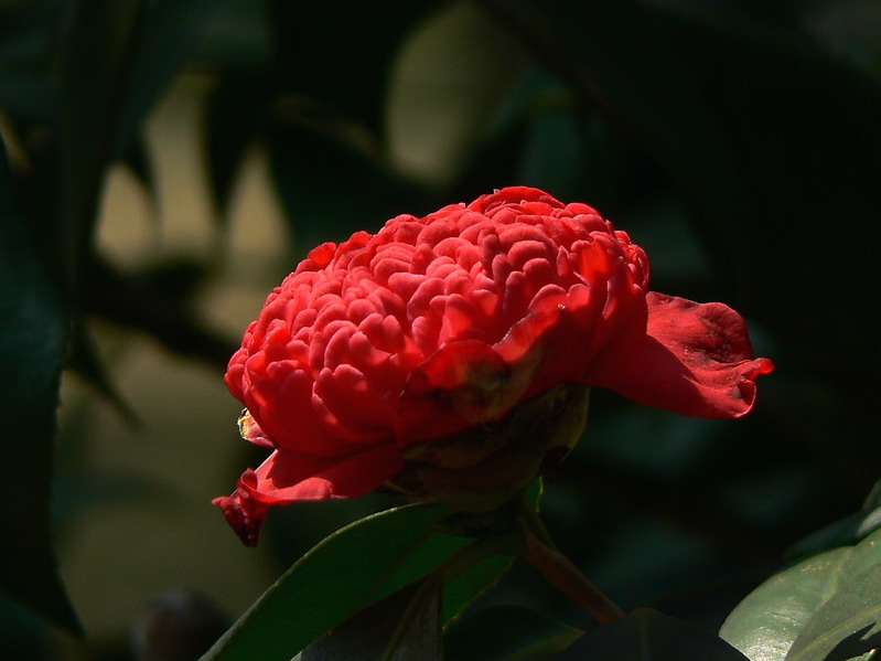 茶花 摄影 方太