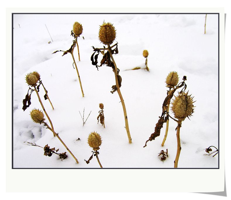 雪地小景 摄影 旷野的风