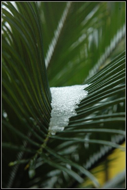 春雪 摄影 摄咪咪