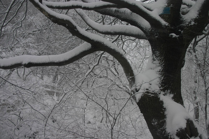 大雪落痕 摄影 沧海横流