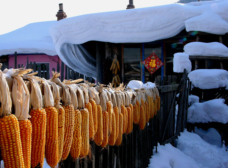 黄金白雪 摄影 美旅