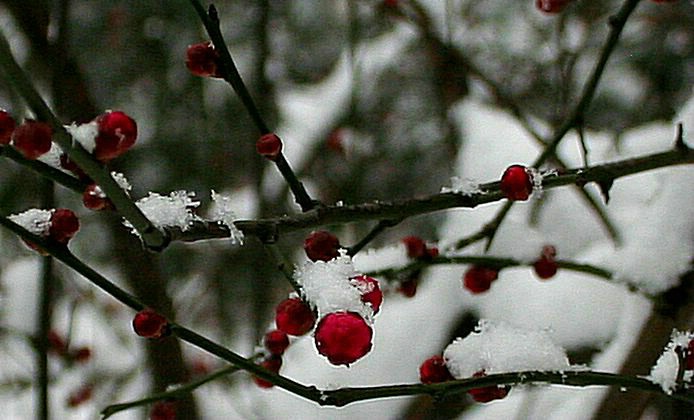 梅花与雪 摄影 yanxi