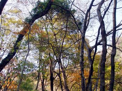 秦岭原始林 摄影 八天河