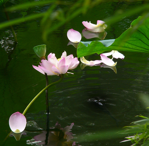 花瓣 摄影 灵隐