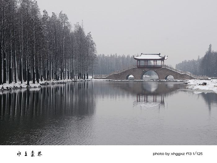 水上森林－冬雪 摄影 板桥竹