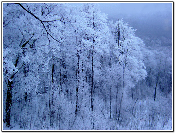 哈尔滨雪景 摄影 龙宝贝的先生