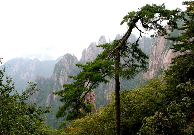 雾看黄山2 摄影 金钢