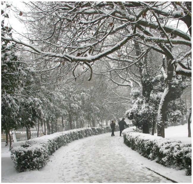 踏雪 摄影 zhangxunyong