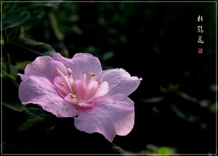 杜鹃花 摄影 帮个人场