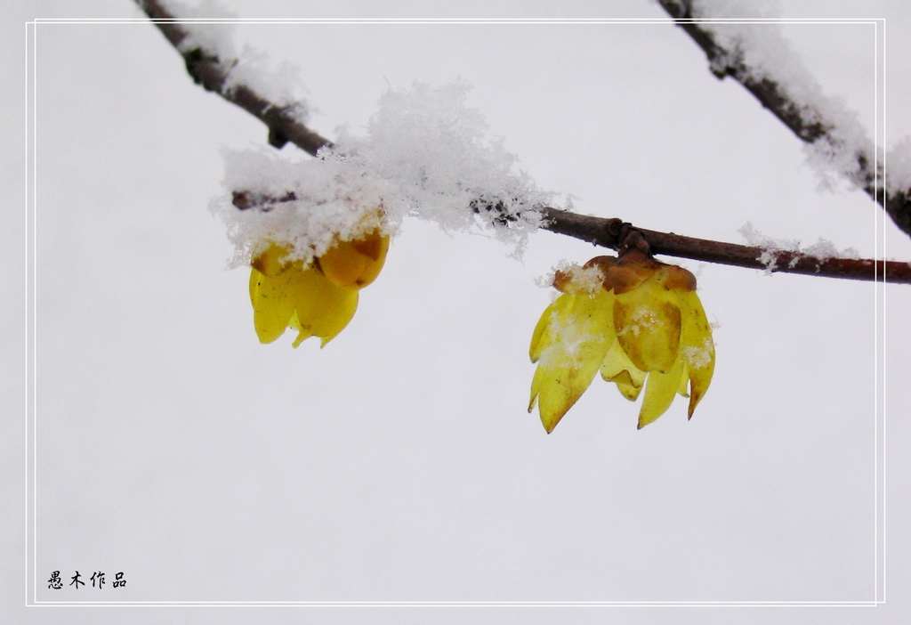 香雪 摄影 愚木