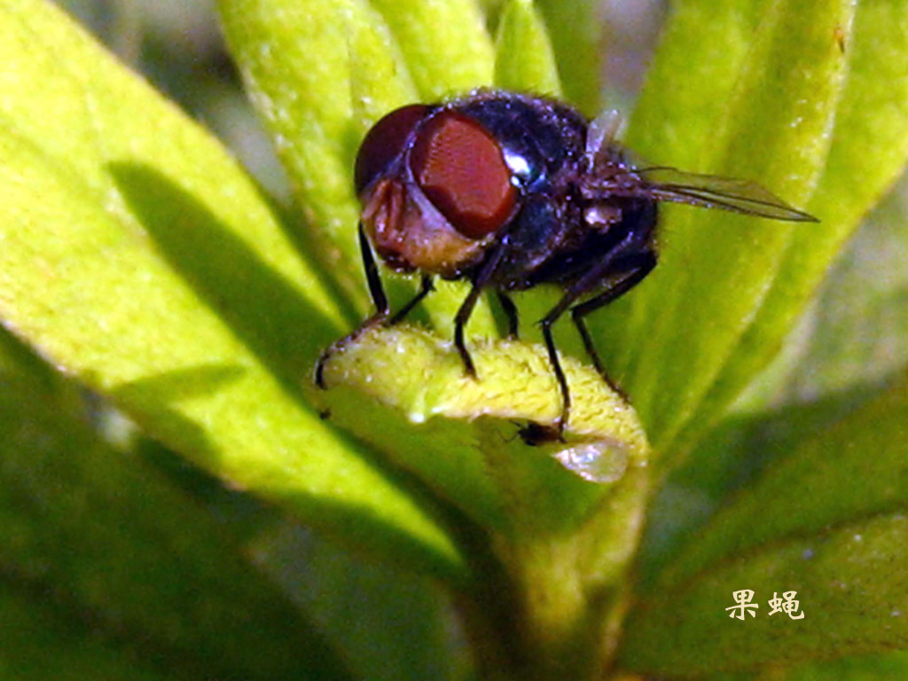 果蝇 摄影 湾月亮