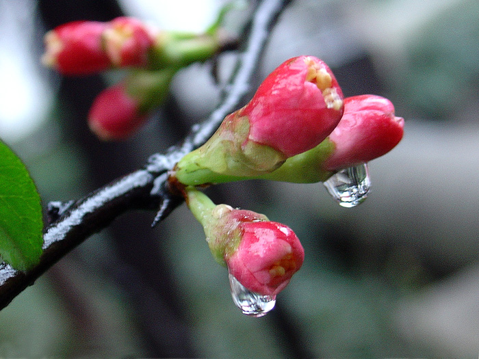 春雨潇潇 摄影 留恋