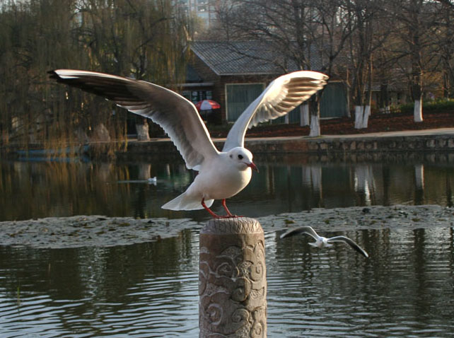 展翅欲飞 摄影 baibing