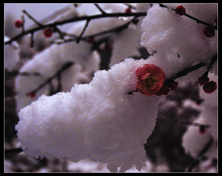 白雪红梅 摄影 钱塘老桥