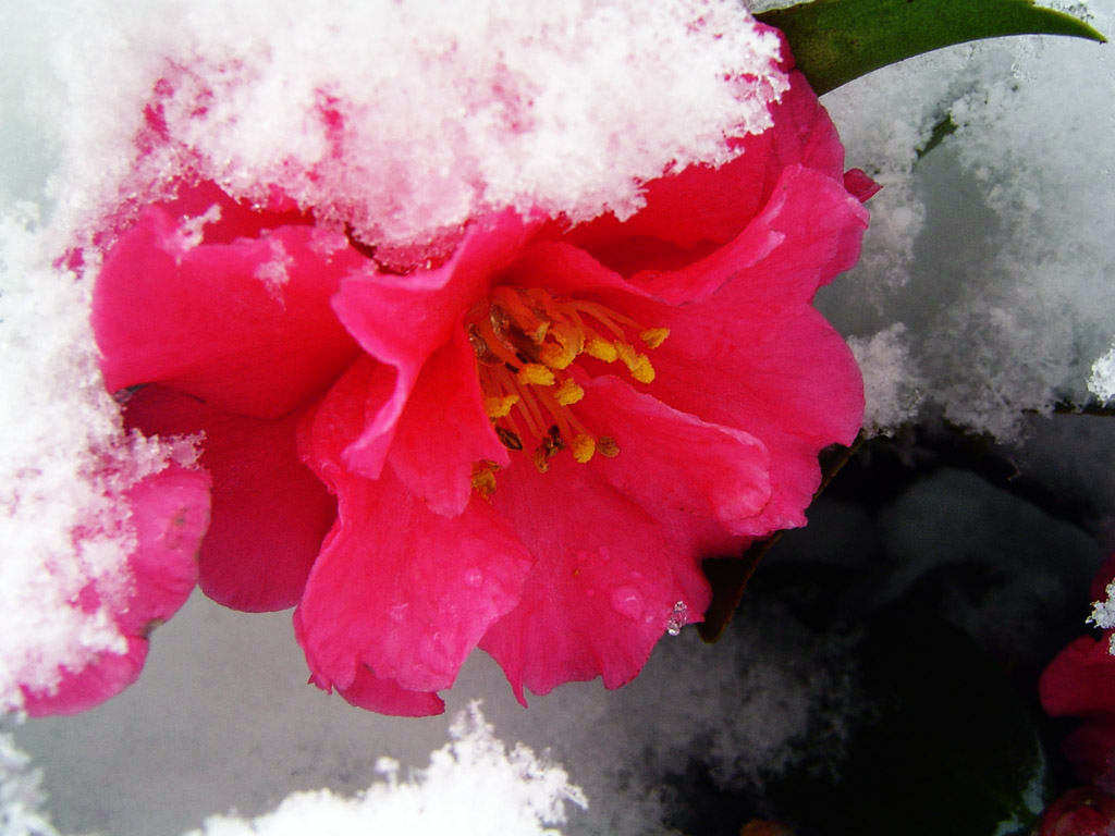 雪中茶梅 摄影 湾月亮