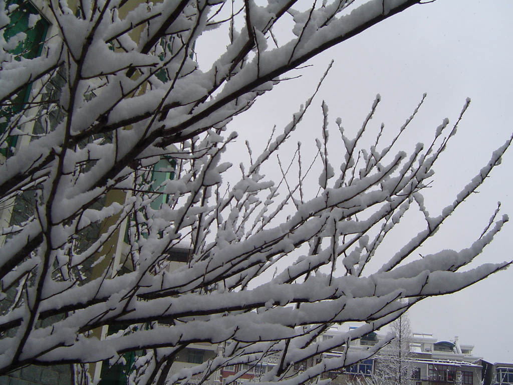 春雪压枝梢 摄影 湾月亮