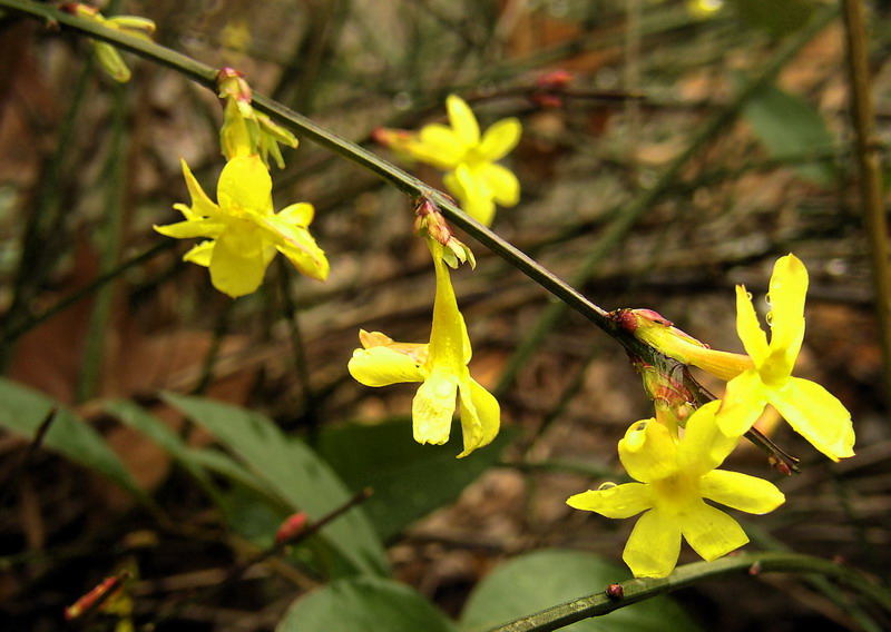 迎春花 摄影 fazhou