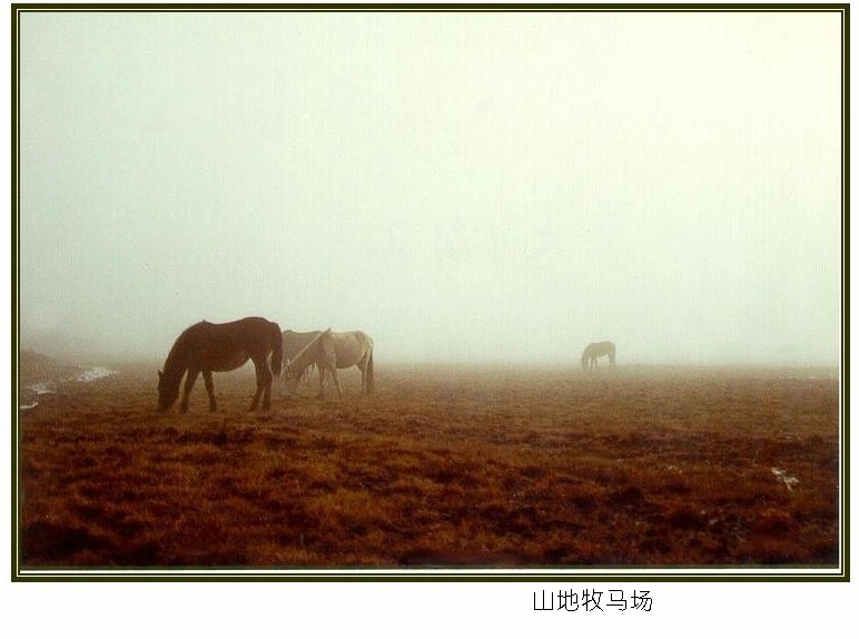 山地牧马场 摄影 亚耳