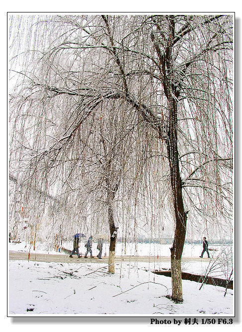 春雪—02 摄影 村夫