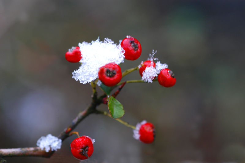 雪印红籽 摄影 三峡摄迷