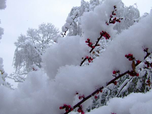 傲雪 摄影 田野永远