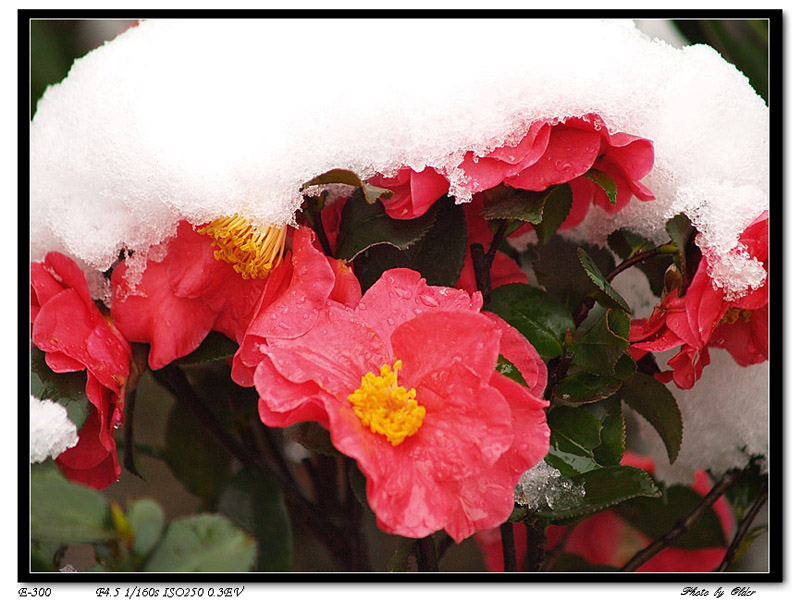 《雪里红》 摄影 老人头