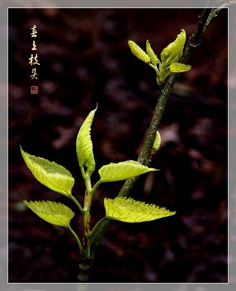 桑  芽 摄影 帮个人场