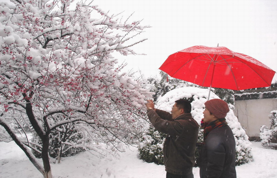 春寒料峭香雪梅 摄影 壶源看景