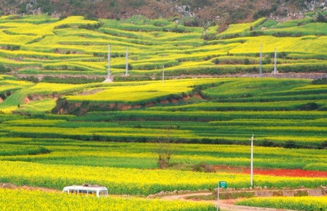 罗平油菜花海 摄影 TonyLi