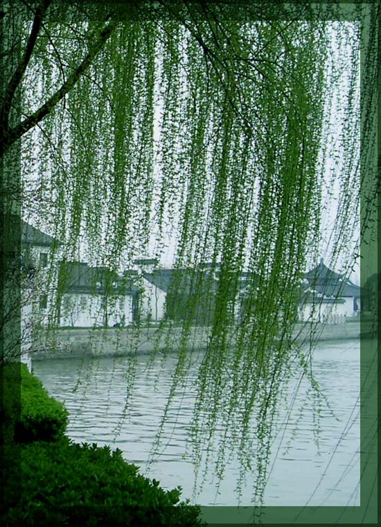 依依河边柳 摄影 烟消雨碎