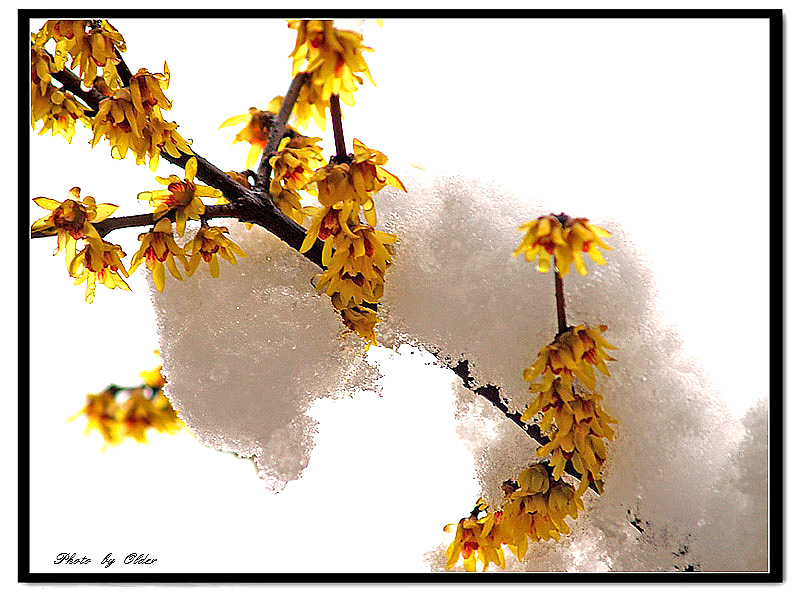 《雪梅》 摄影 老人头