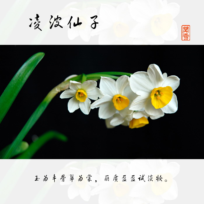 凌波仙子 摄影 闻雪